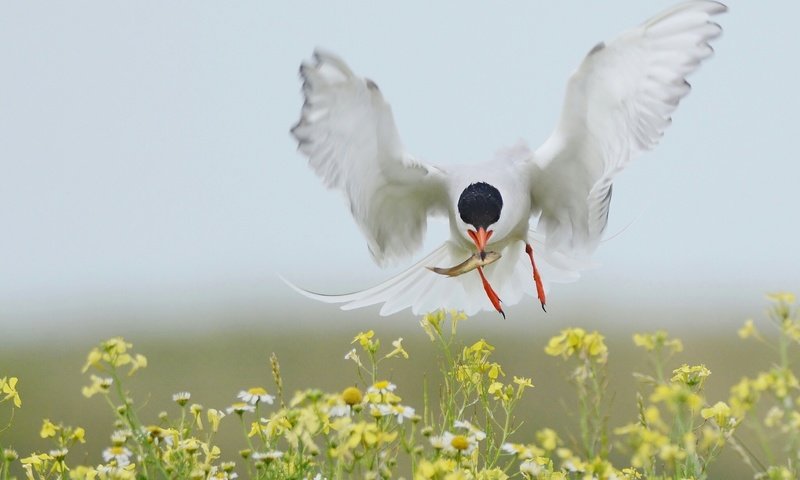 Обои цветы, полет, крылья, птица, рыбка, добыча, улов, крачка, flowers, flight, wings, bird, fish, mining, catch, tern разрешение 2048x1280 Загрузить