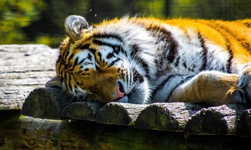 Обои тигр, морда, сон, хищник, отдых, зоопарк, дикая кошка, tiger, face, sleep, predator, stay, zoo, wild cat разрешение 2048x1321 Загрузить
