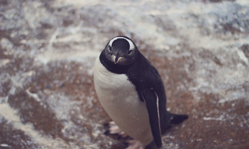 Обои взгляд, птица, животное, пингвин, look, bird, animal, penguin разрешение 5184x3456 Загрузить