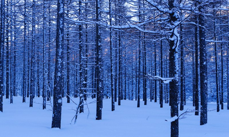 Обои деревья, снег, лес, зима, стволы, trees, snow, forest, winter, trunks разрешение 2048x1458 Загрузить