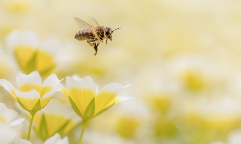 Обои цветы, макро, насекомое, пчела, flowers, macro, insect, bee разрешение 4150x2767 Загрузить