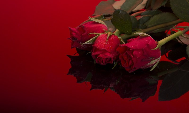 Обои цветы, фон, розы, букет, flowers, background, roses, bouquet разрешение 2880x1922 Загрузить