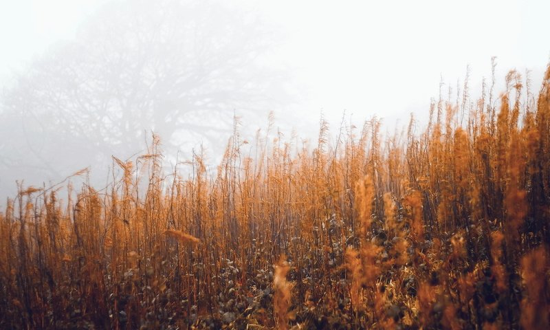 Обои трава, туман, осень, grass, fog, autumn разрешение 2048x1353 Загрузить