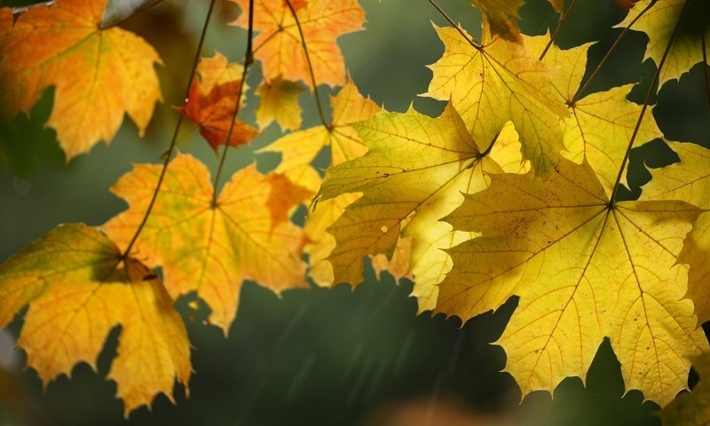 Обои листья, макро, осень, клен, leaves, macro, autumn, maple разрешение 2048x1378 Загрузить