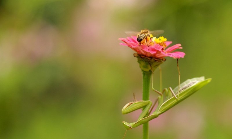 Обои природа, цветок, насекомые, пчела, богомол, nature, flower, insects, bee, mantis разрешение 1920x1280 Загрузить