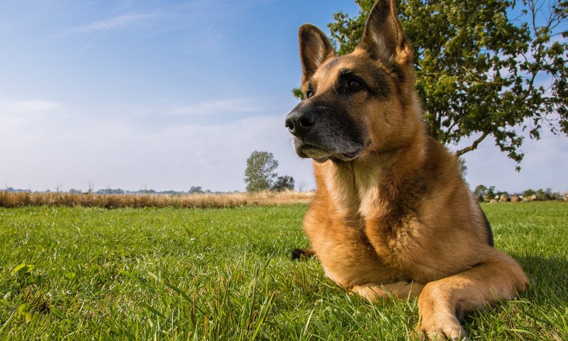 Обои собака, луг, немецкая овчарка, овчарка, dog, meadow, german shepherd, shepherd разрешение 2048x1347 Загрузить