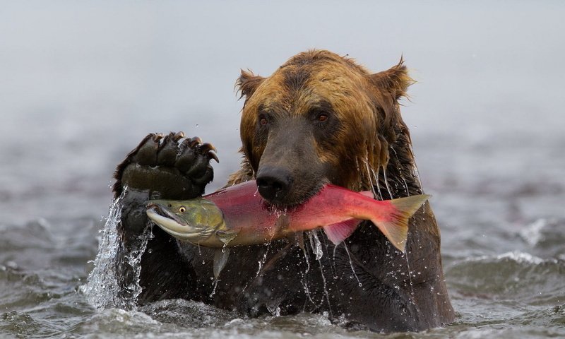 Обои вода, медведь, камчатка, рыба, гризли, улов, нерка, water, bear, kamchatka, fish, grizzly, catch, sockeye разрешение 1920x1200 Загрузить