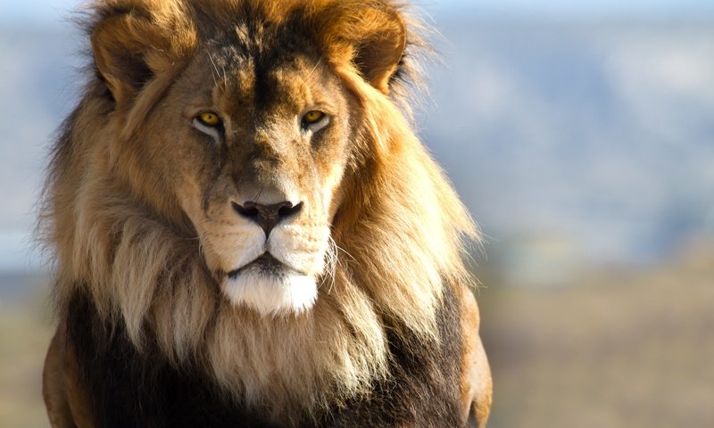 Обои глаза, взгляд, лев, львёнок, башка, волос, взор, eyes, look, leo, lion, head, hair разрешение 5138x3456 Загрузить