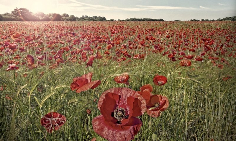 Обои цветы, трава, поле, красные, маки, flowers, grass, field, red, maki разрешение 2048x1365 Загрузить