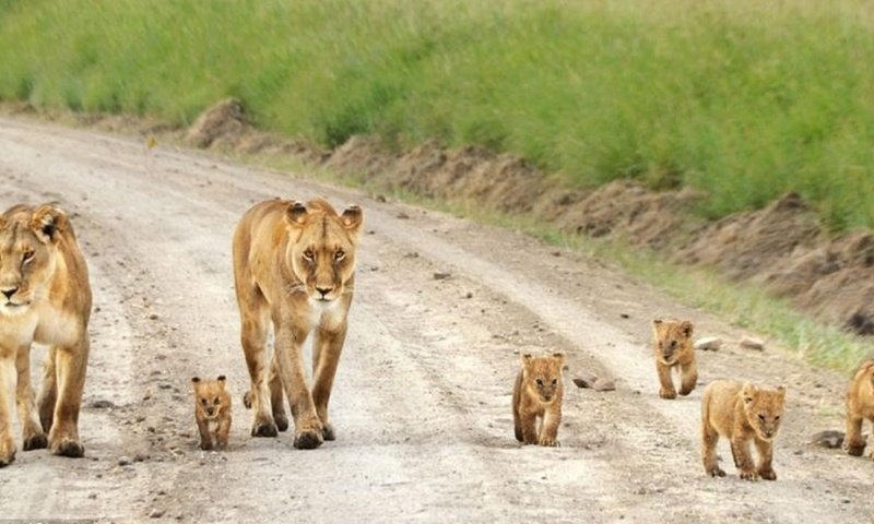 Обои прогулка, львы, семейство, walk, lions, family разрешение 1920x1080 Загрузить