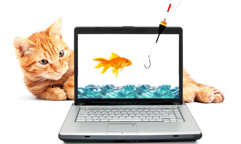 Обои вода, кот, рыжий, золотая рыбка, ноутбук, удочка, крючок, рыболовный крючок, water, cat, red, goldfish, laptop, rod, hook разрешение 4969x3488 Загрузить