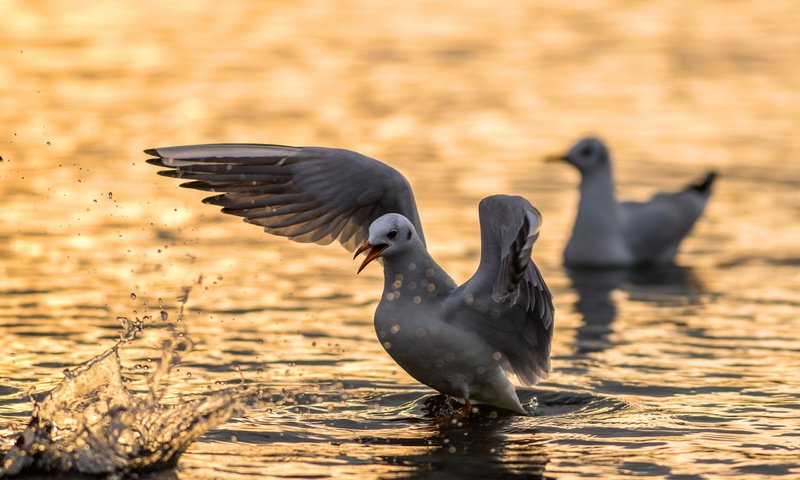 Обои вода, angry bird, природа, крылья, чайка, птицы, клюв, перья, чайки, water, nature, wings, seagull, birds, beak, feathers, seagulls разрешение 2560x1600 Загрузить