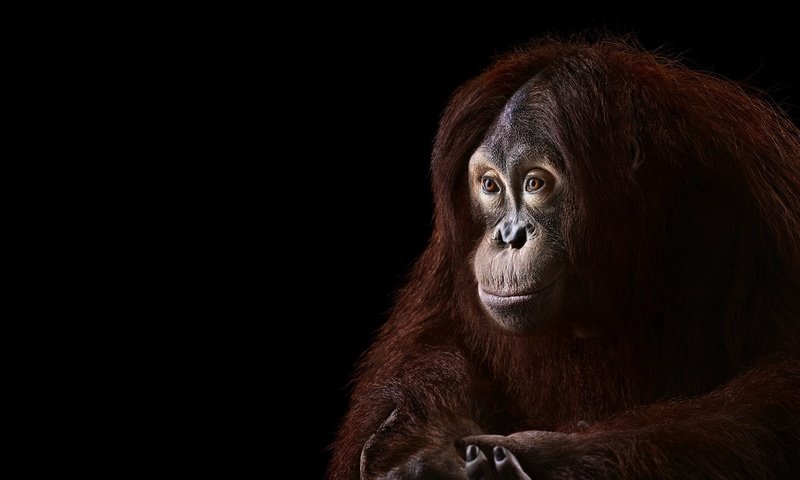 Обои фон, взгляд, черный фон, обезьяна, примат, орангутанг, орангутан, background, look, black background, monkey, the primacy of, orangutan разрешение 1920x1288 Загрузить