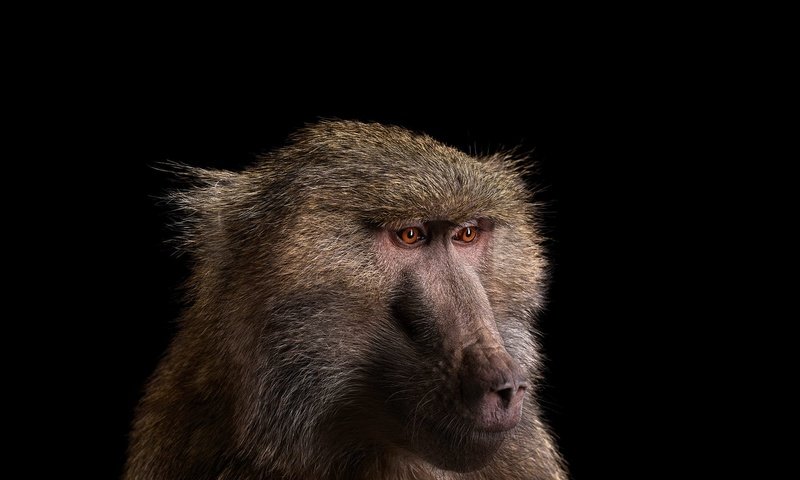 Обои фон, взгляд, обезьяна, бабуин, павиан, background, look, monkey, baboon разрешение 1920x1288 Загрузить