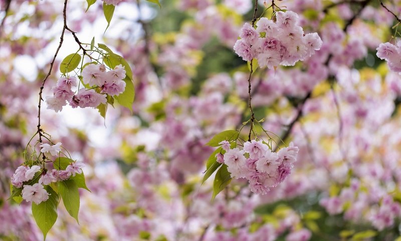 Обои дерево, цветение, весна, розовый, сакура, tree, flowering, spring, pink, sakura разрешение 2048x1365 Загрузить