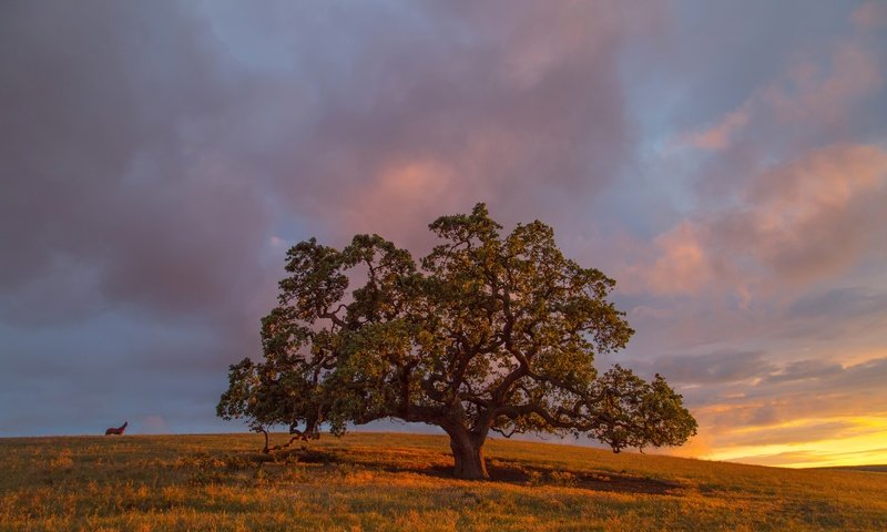 Обои трава, вечер, дерево, закат, поле, осень, grass, the evening, tree, sunset, field, autumn разрешение 2880x1920 Загрузить