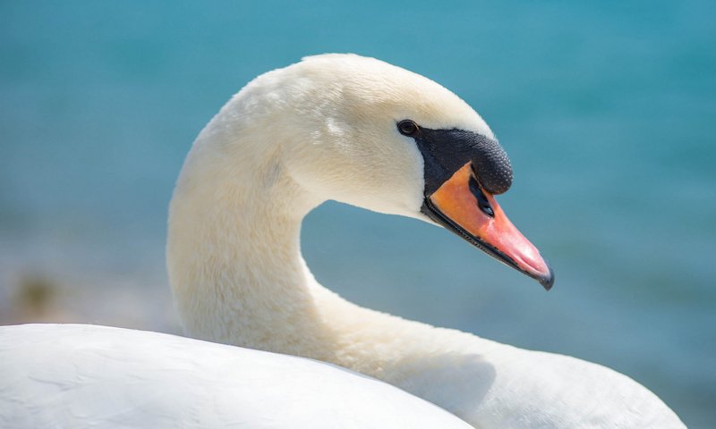 Обои фон, птица, клюв, лебедь, background, bird, beak, swan разрешение 2048x1280 Загрузить