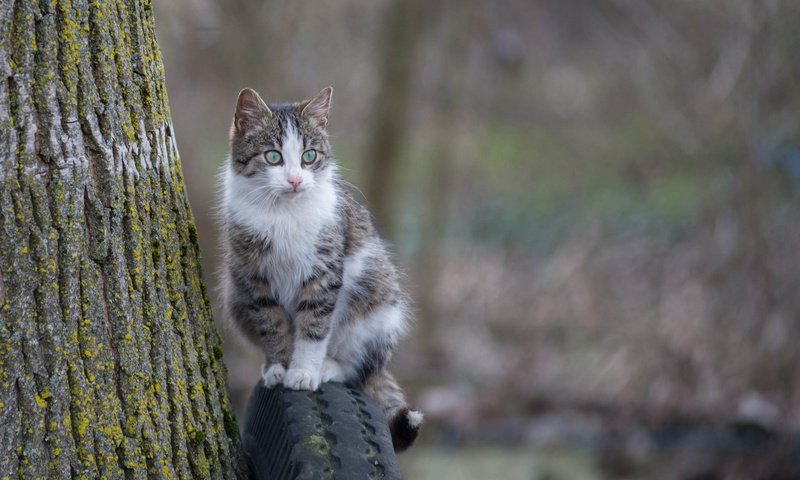 Обои глаза, фон, кошка, взгляд, eyes, background, cat, look разрешение 2048x1280 Загрузить