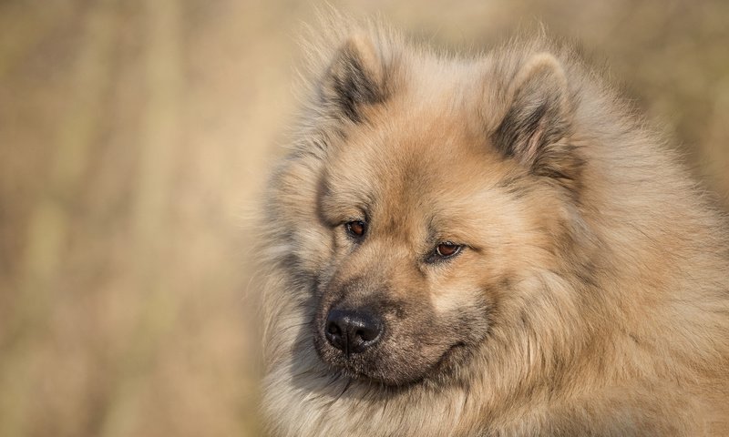 Обои морда, взгляд, собака, евразиер, face, look, dog, the eurasier разрешение 2000x1278 Загрузить