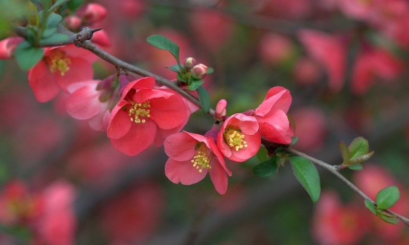 Обои ветка, цветение, макро, весна, цветки, айва, branch, flowering, macro, spring, flowers, quince разрешение 3600x2402 Загрузить