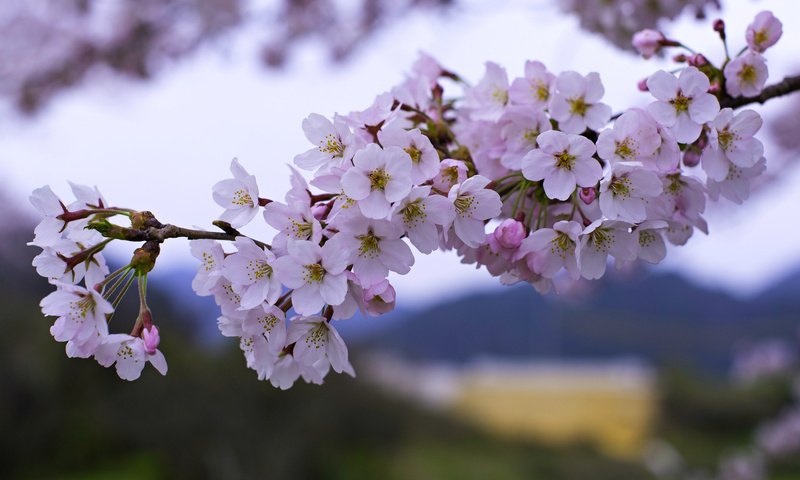 Обои цветение, ветки, весна, вишня, сакура, flowering, branches, spring, cherry, sakura разрешение 1920x1193 Загрузить