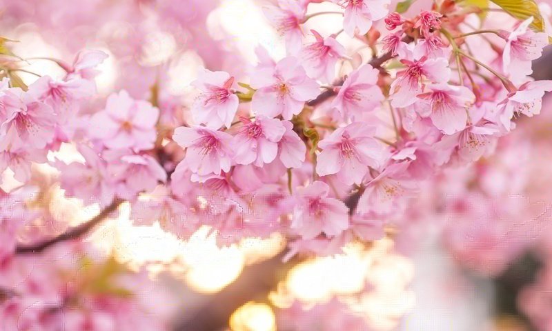 Обои цветение, весна, розовый, вишня, сакура, flowering, spring, pink, cherry, sakura разрешение 2600x1667 Загрузить