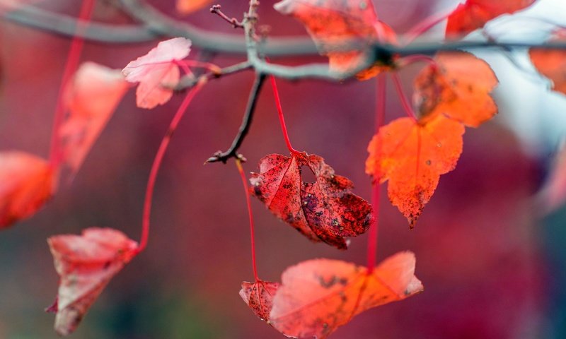 Обои листья, осень, красные, листочки, leaves, autumn, red разрешение 6016x4016 Загрузить