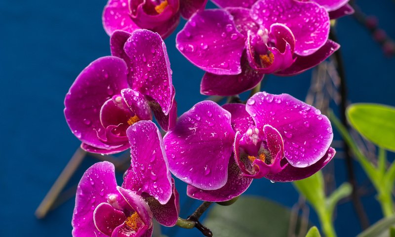 Обои капли, лиловый, орхидеи, drops, purple, orchids разрешение 2048x1365 Загрузить