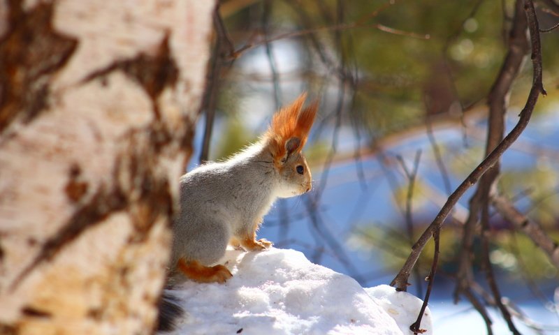 Обои снег, зима, животное, белка, snow, winter, animal, protein разрешение 1920x1280 Загрузить