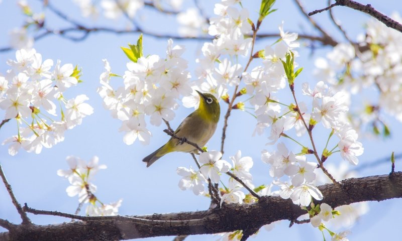 Обои ветка, дерево, весна, вишня, сакура, птичка, японская, белоглазка, branch, tree, spring, cherry, sakura, bird, japanese, white-eyed разрешение 2048x1356 Загрузить