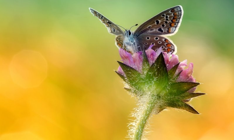 Обои макро, насекомое, цветок, бабочка, крылья, macro, insect, flower, butterfly, wings разрешение 2048x1313 Загрузить