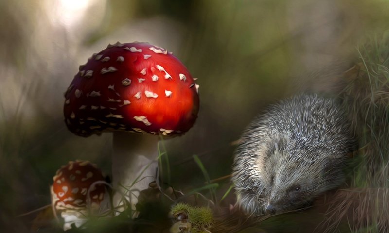 Обои грибы, колючки, ежик, мухомор, еж, mushrooms, barb, hedgehog, mushroom разрешение 3600x2312 Загрузить