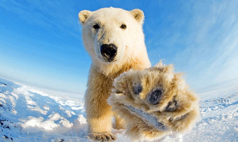 Обои морда, небо, снег, горизонт, взгляд, медведь, лапа, белый медведь, face, the sky, snow, horizon, look, bear, paw, polar bear разрешение 1920x1200 Загрузить