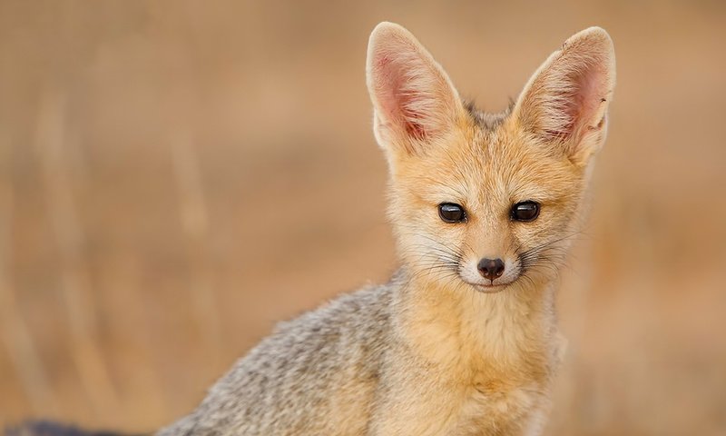 Обои взгляд, фенек, fennec fox, южноафриканская лисица, look, fenech, south african fox разрешение 1920x1080 Загрузить