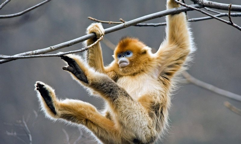 Обои дерево, ветки, обезьяна, примат, golden snub-nosed monkey, золотистая обезьяна, tree, branches, monkey, the primacy of разрешение 1920x1200 Загрузить