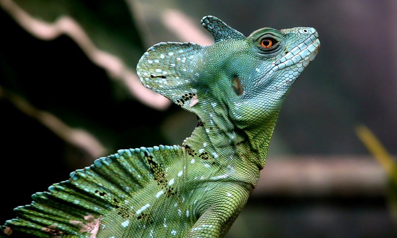 Обои природа, ящерица, василиск, шлемоносный василиск, basiliscus plumifrons, nature, lizard, basilisk, common basilisk разрешение 1920x1288 Загрузить