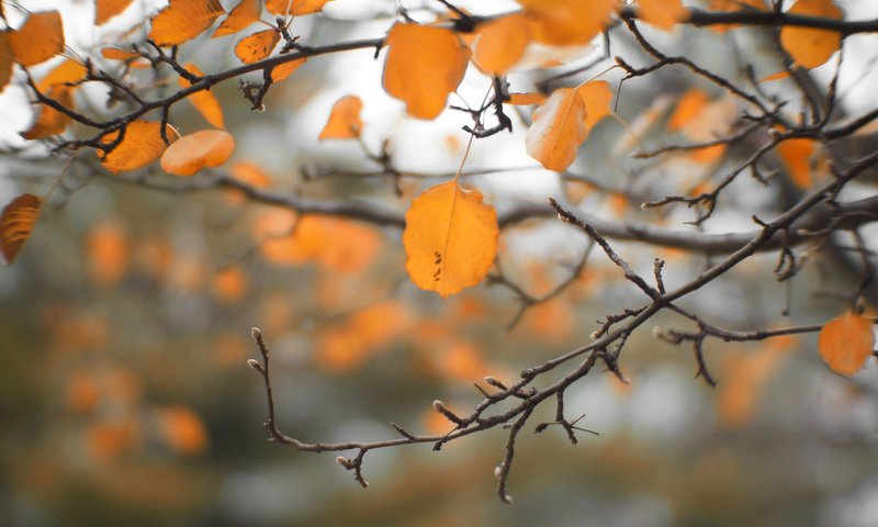 Обои природа, листья, ветки, осень, nature, leaves, branches, autumn разрешение 2048x1361 Загрузить