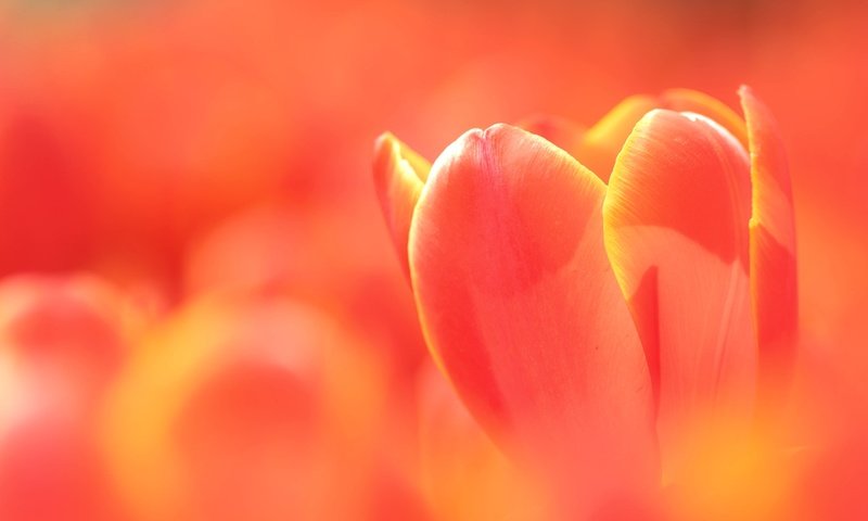 Обои макро, бутон, тюльпан, macro, bud, tulip разрешение 2048x1362 Загрузить