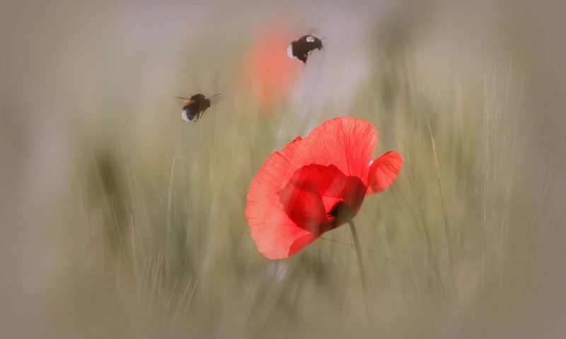 Обои макро, насекомое, цветок, лепестки, мак, шмель, macro, insect, flower, petals, mac, bumblebee разрешение 2048x1365 Загрузить