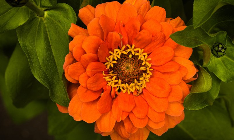 Обои листья, макро, цветок, оранжевый, цинния, leaves, macro, flower, orange, zinnia разрешение 1920x1282 Загрузить