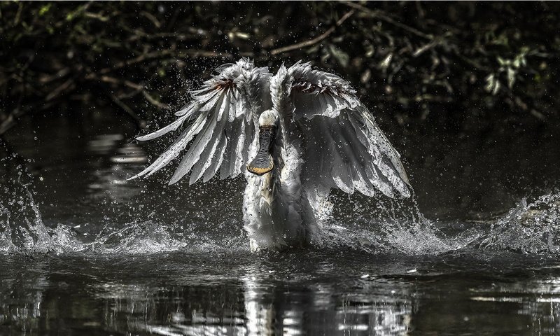 Обои вода, чёрно-белое, крылья, птица, колпица, water, black and white, wings, bird, spoonbill разрешение 2047x1100 Загрузить