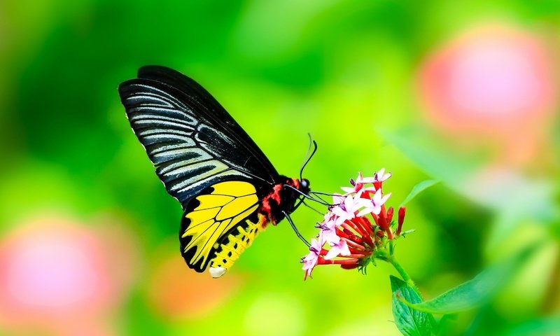 Обои листья, макро, насекомое, цветок, бабочка, крылья, leaves, macro, insect, flower, butterfly, wings разрешение 2048x1278 Загрузить