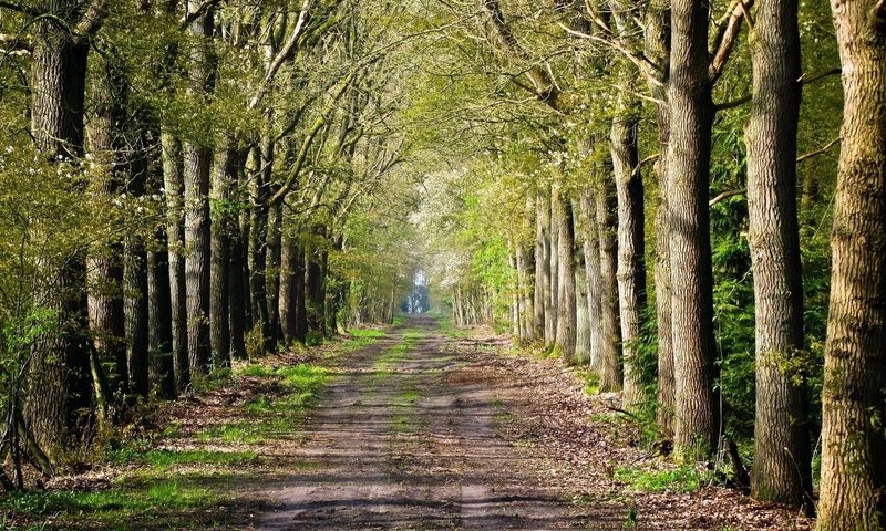 Обои дорога, деревья, лес, road inside trees, road, trees, forest разрешение 1920x1080 Загрузить