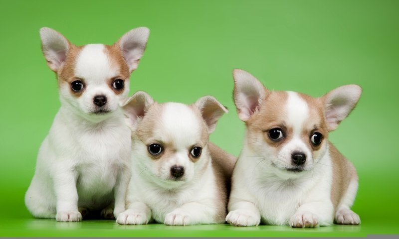 Обои щенки, трио, милые, чихуахуа, puppies, trio, cute, chihuahua разрешение 2400x1563 Загрузить