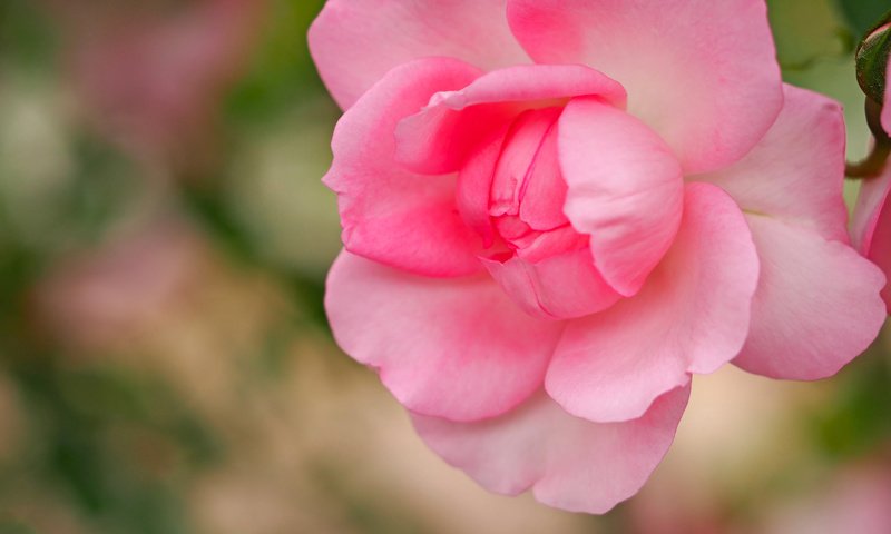 Обои макро, роза, лепестки, бутон, розовая, боке, macro, rose, petals, bud, pink, bokeh разрешение 4608x3456 Загрузить