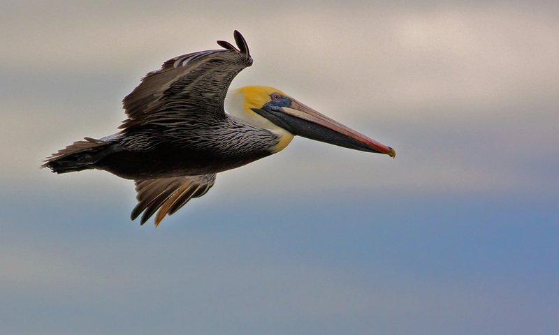 Обои полет, крылья, птица, клюв, пеликан, flight, wings, bird, beak, pelican разрешение 1920x1179 Загрузить