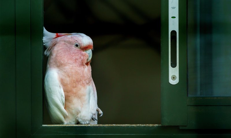 Обои птица, клюв, перья, окно, попугай, какаду, bird, beak, feathers, window, parrot, cockatoo разрешение 2048x1318 Загрузить