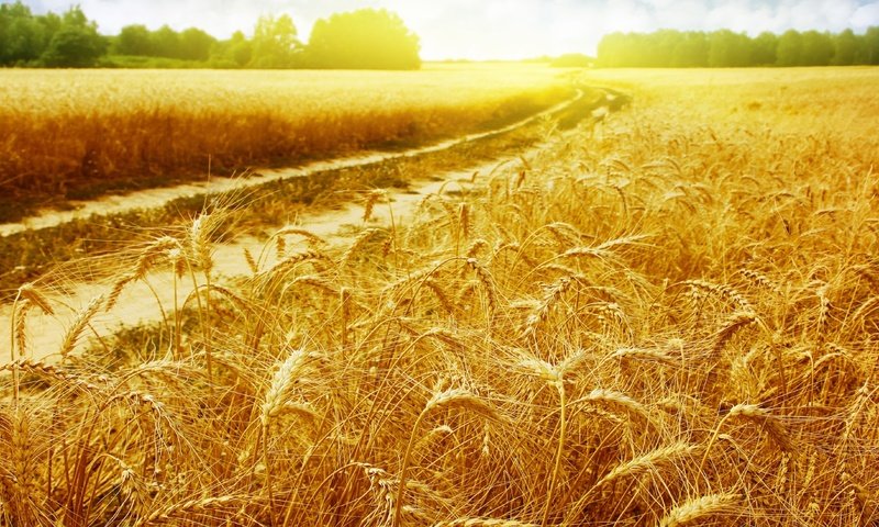 Обои природа, поле, лето, колосья, солнечный свет, nature, field, summer, ears, sunlight разрешение 3665x2194 Загрузить