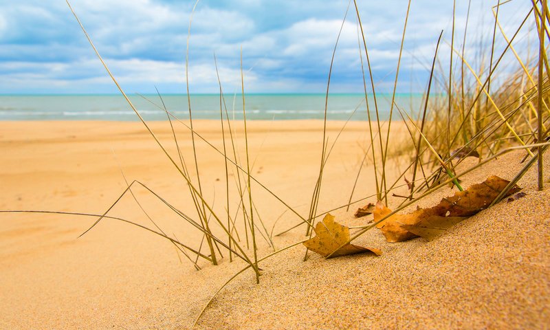 Обои трава, природа, макро, море, песок, пляж, лист, песка, sunshine, grass, nature, macro, sea, sand, beach, sheet разрешение 1920x1200 Загрузить