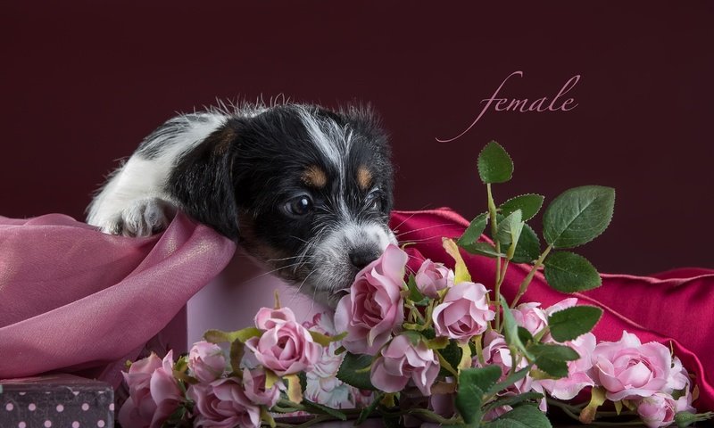 Обои цветы, розы, щенок, ткань, джек-рассел-терьер, flowers, roses, puppy, fabric, jack russell terrier разрешение 3300x2112 Загрузить